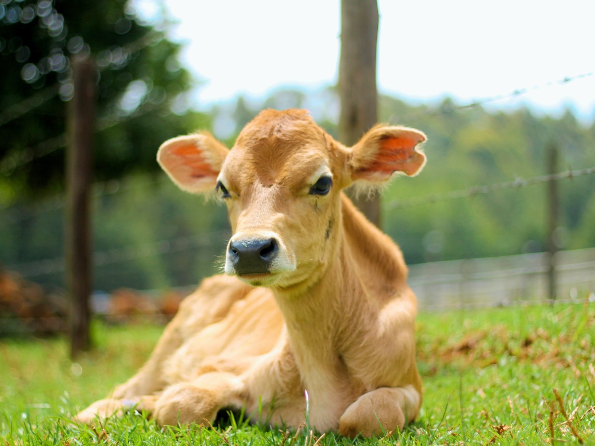 Tomorrow, a Feast for&nbsp;Yahweh?