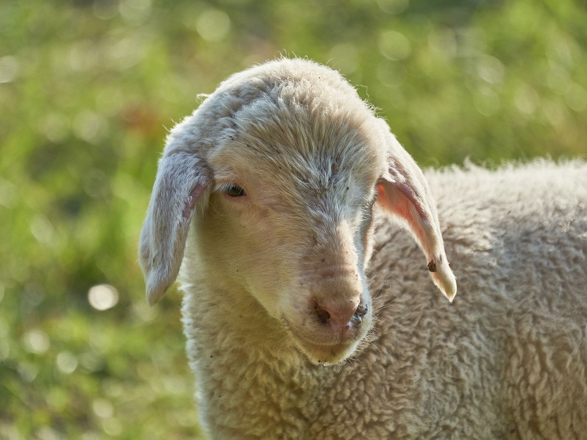 Passover Celebration