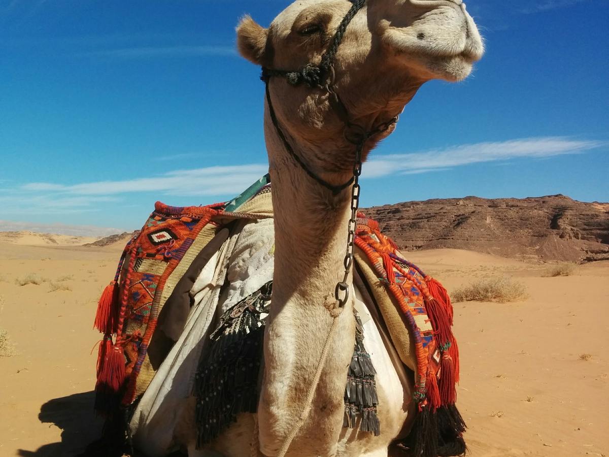 Jesus and the Prophet Like&nbsp;Moses