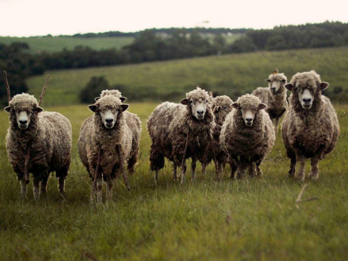 The Lost Sheep of the House of&nbsp;Israel